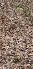 Turdus migratorius