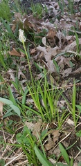 Cyperaceae