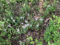 Monarda russeliana