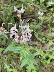 Monarda russeliana