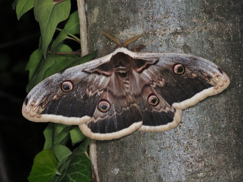 Giant Peacock Moth