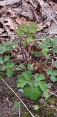Aquilegia canadensis