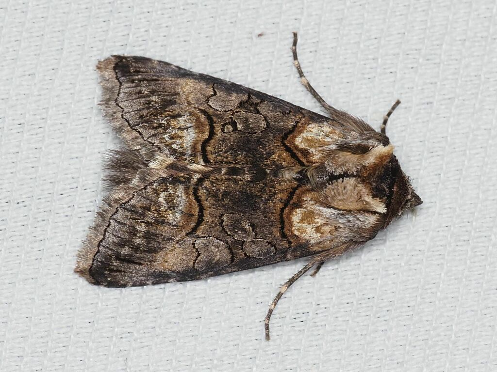 Abrostola asclepiadis