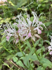 Monarda russeliana