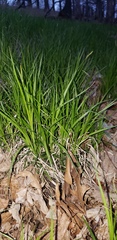 Cyperaceae