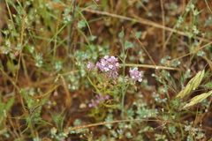 Castilleja densiflora gracilis
