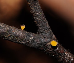 Crocicreas