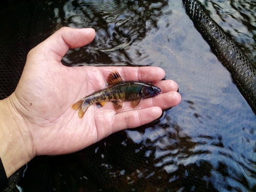Oily gudgeon (Sarcocheilichthys variegatus) — Cyprinidae — 3
