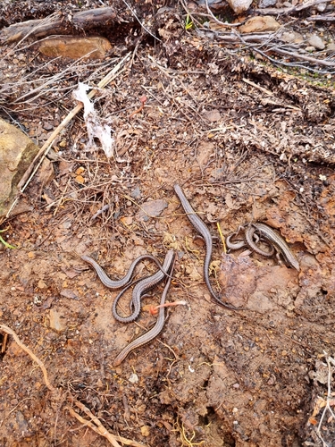 Newman’s Speckled Skink