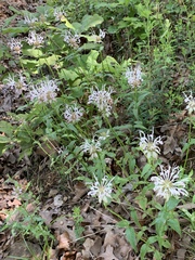 Monarda russeliana
