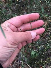 Juncus mexicanus