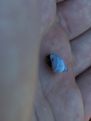 Echinolittorina modesta