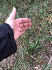 Juncus mexicanus