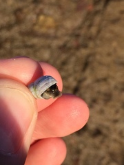 Echinolittorina modesta