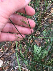 Juncus mexicanus