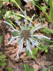 Monarda russeliana