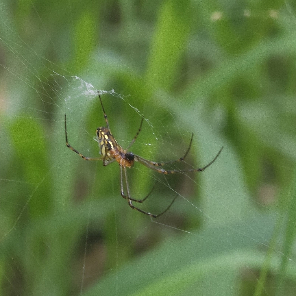 Silver Orb Spider from Rocklea QLD 4106, Australia on March 30, 2024 at ...