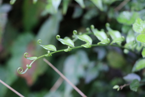 Plagiogyria euphlebia iNat (1)