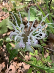 Monarda russeliana