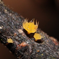 Crocicreas