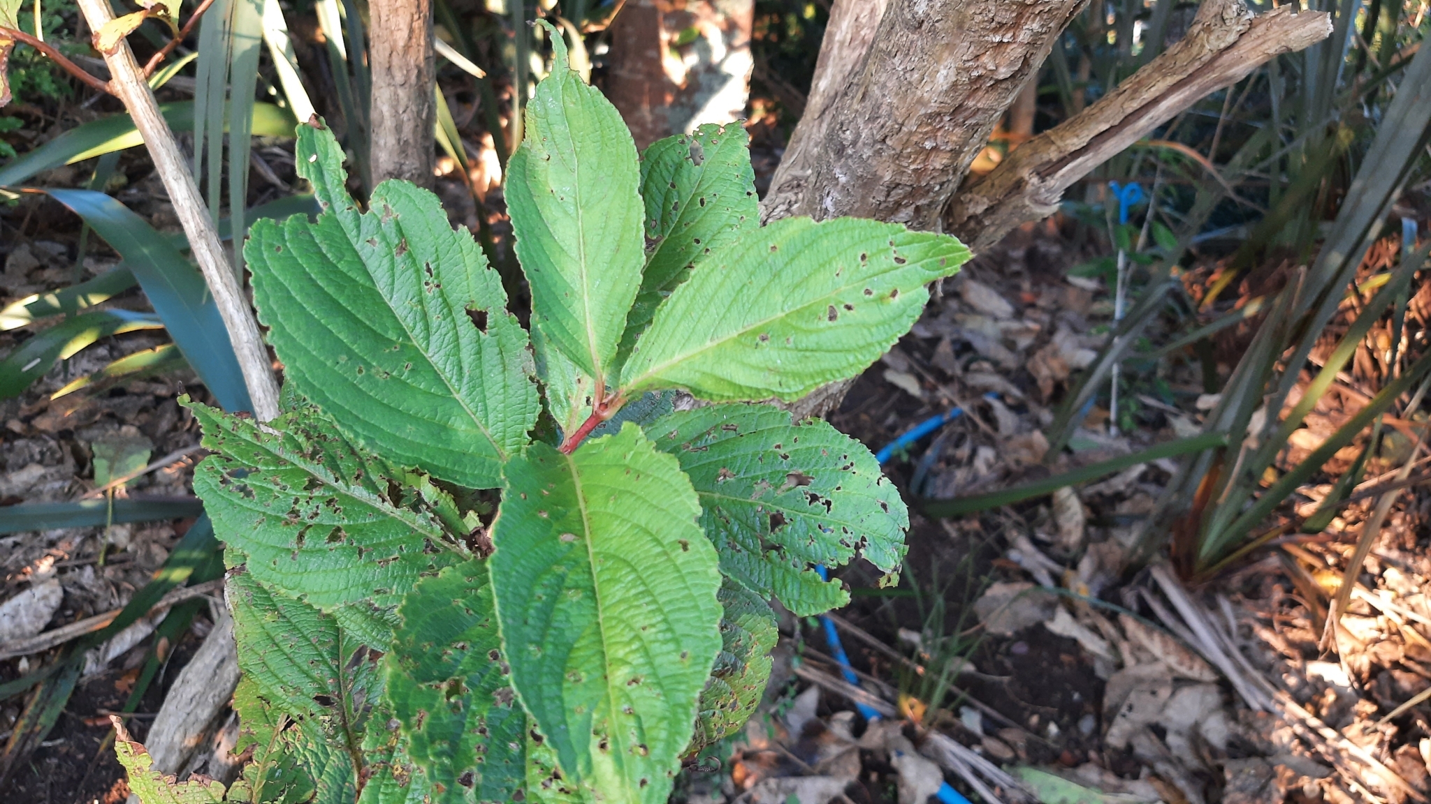 Imagem de Weigela florida