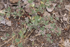 Acmispon americanus americanus