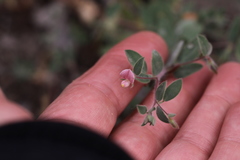 Acmispon americanus americanus