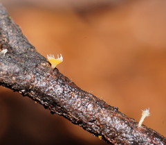 Crocicreas