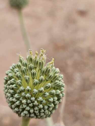 Sardinian Leek