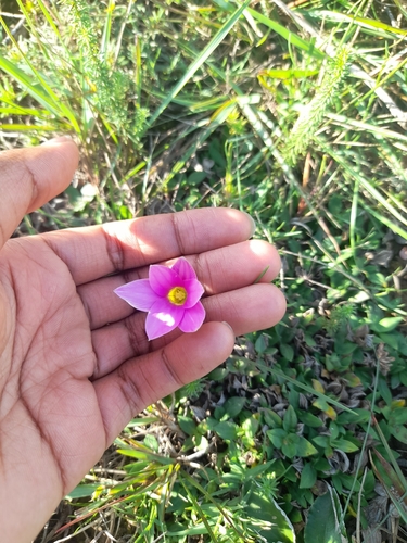 Romulea autumnalis