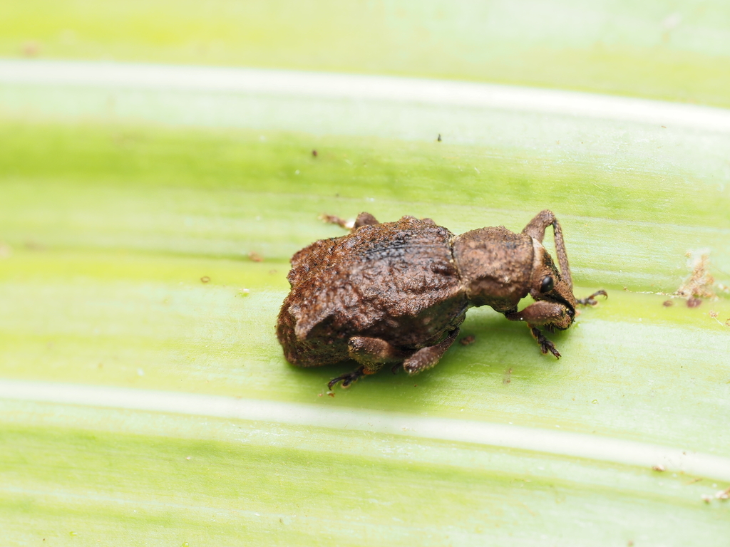 Lyperobates punctatus