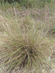 Setaria reverchonii