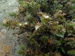 Pimelea prostrata prostrata