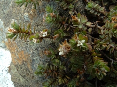 Pimelea prostrata prostrata