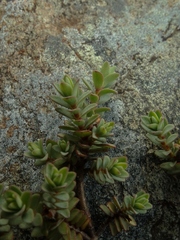 Pimelea prostrata prostrata