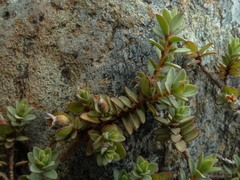 Pimelea prostrata prostrata