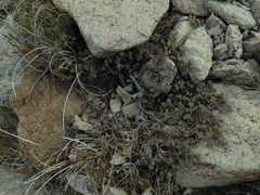 Pimelea prostrata prostrata