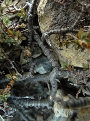 Pimelea prostrata prostrata