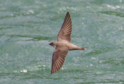 Avión roquero (Ptyonoprogne rupestris)