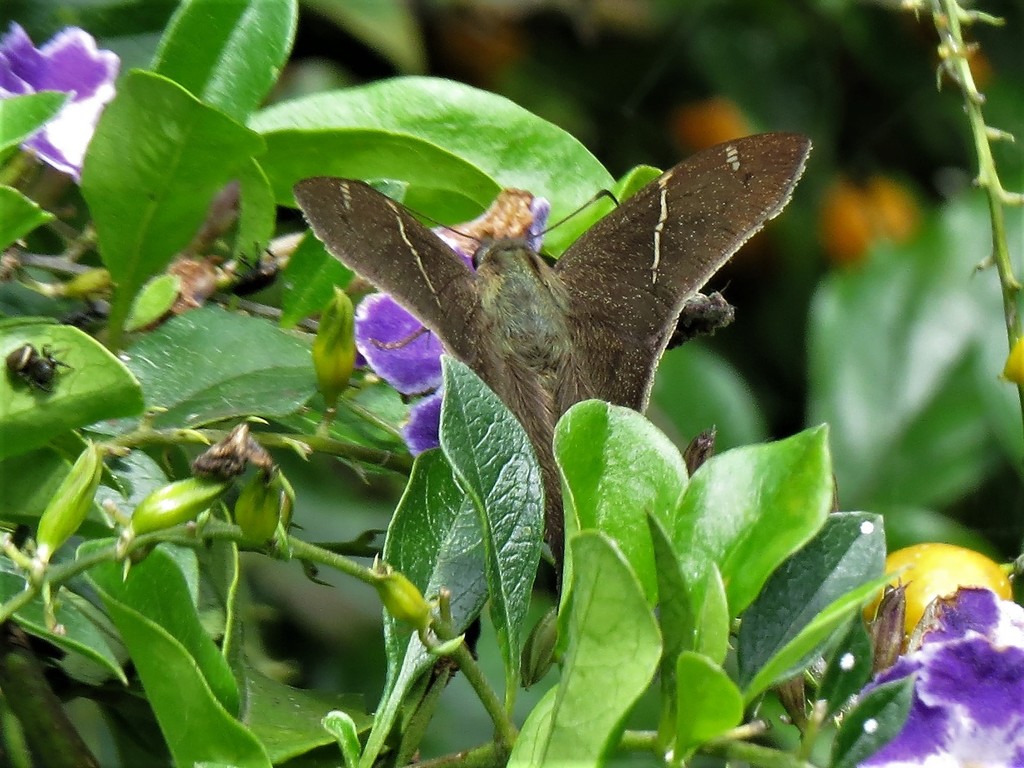 Urbanus zagorus
