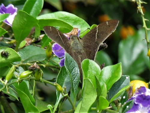 Urbanus zagorus