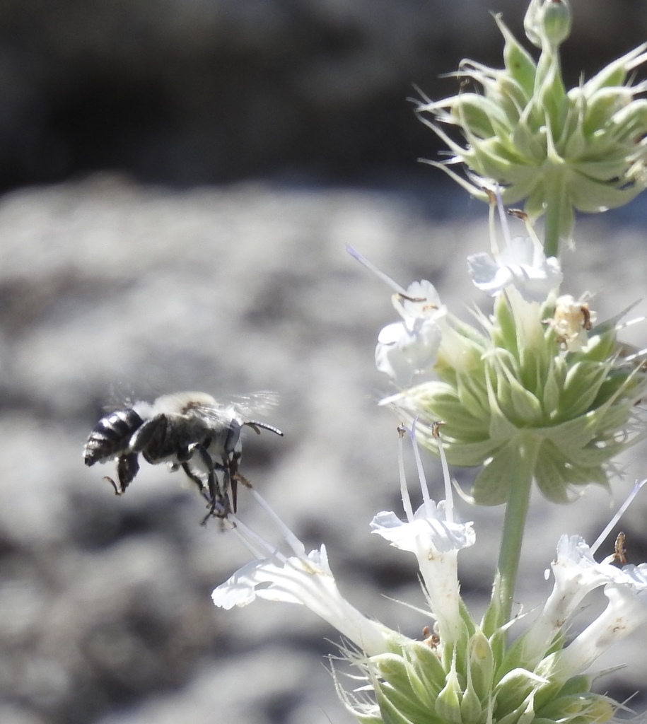 Anthophora centriformis