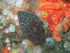 Alcyonidium nodosum