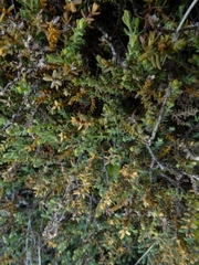 Lepidothamnus laxifolius