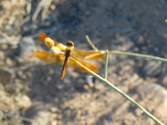 Perithemis intensa