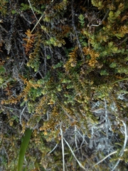 Lepidothamnus laxifolius