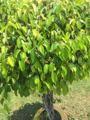 Ficus microcarpa