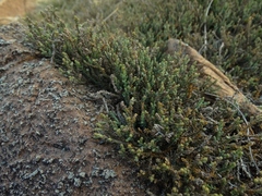 Lepidothamnus laxifolius