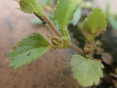 Stemodia verticillata