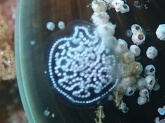 Antiopella longidentata